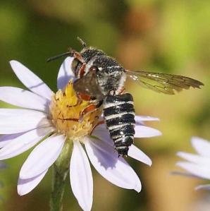 A male Coelioxys sips nectar. (Photo by Diane Wilson.)